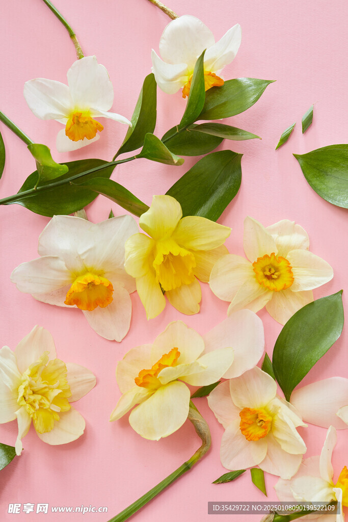 水仙花