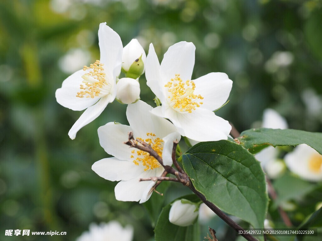 茉莉花