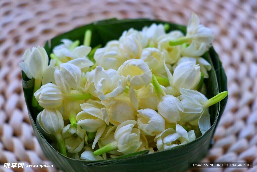 茉莉花