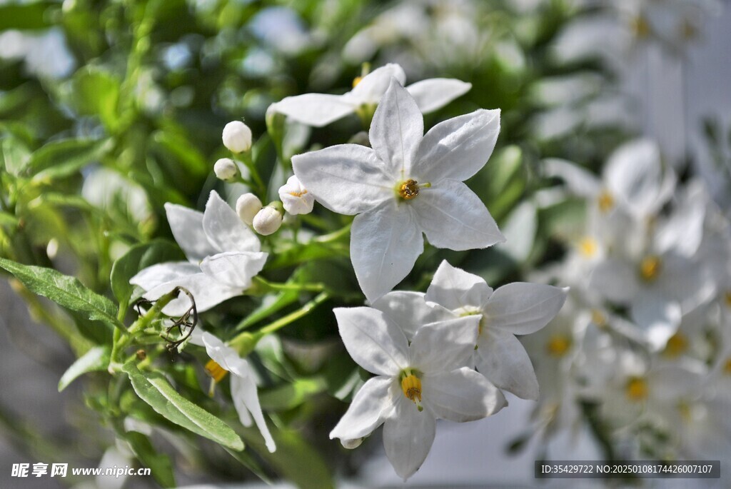 茉莉花