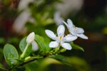 茉莉花