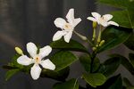 茉莉花