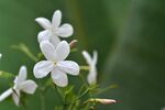 茉莉花