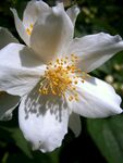 茉莉花