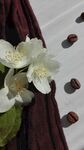 茉莉花