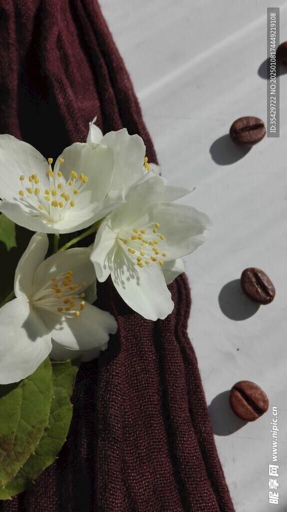 茉莉花