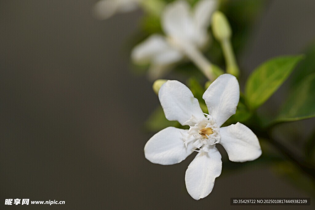 茉莉花