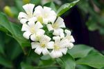 茉莉花