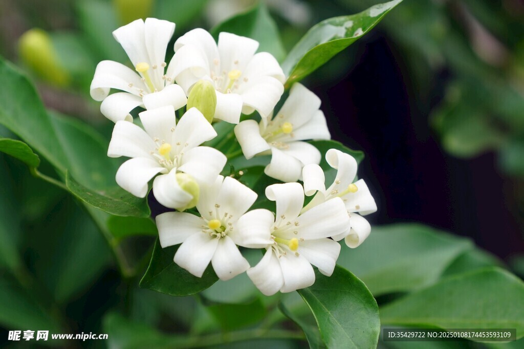 茉莉花