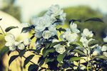 茉莉花