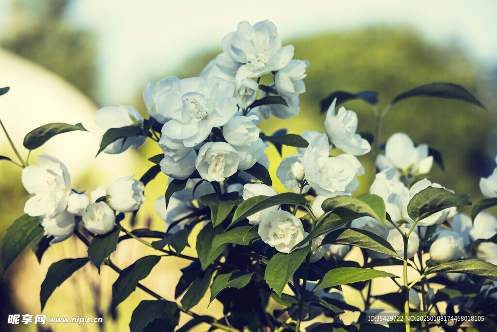 茉莉花