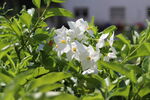茉莉花
