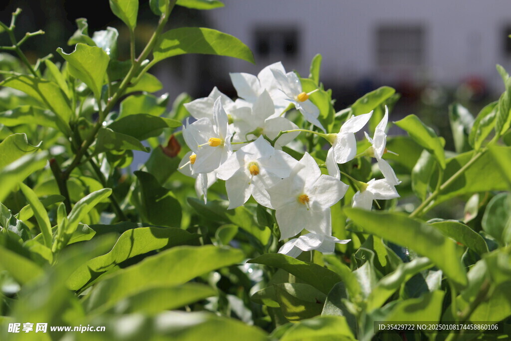 茉莉花