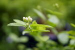 茉莉花