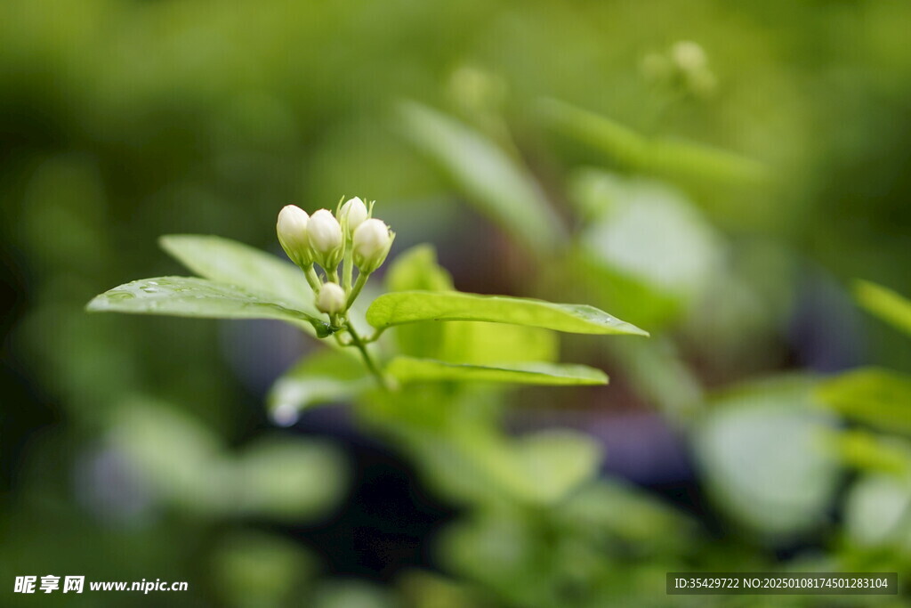 茉莉花