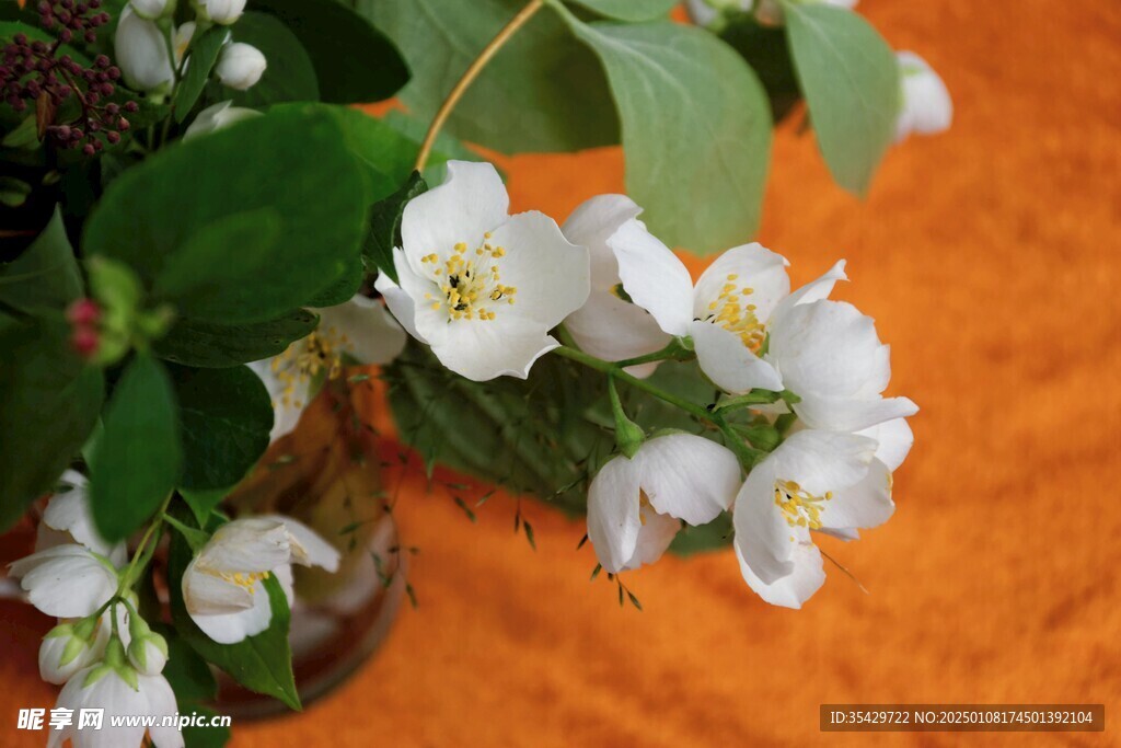 茉莉花