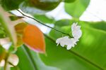 茉莉花