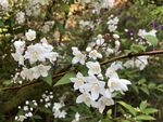 茉莉花