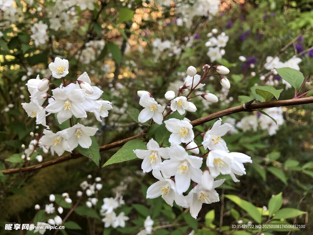 茉莉花