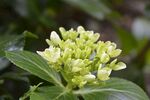 茉莉花