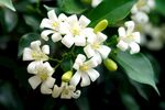 茉莉花
