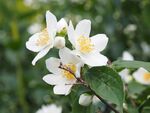 茉莉花
