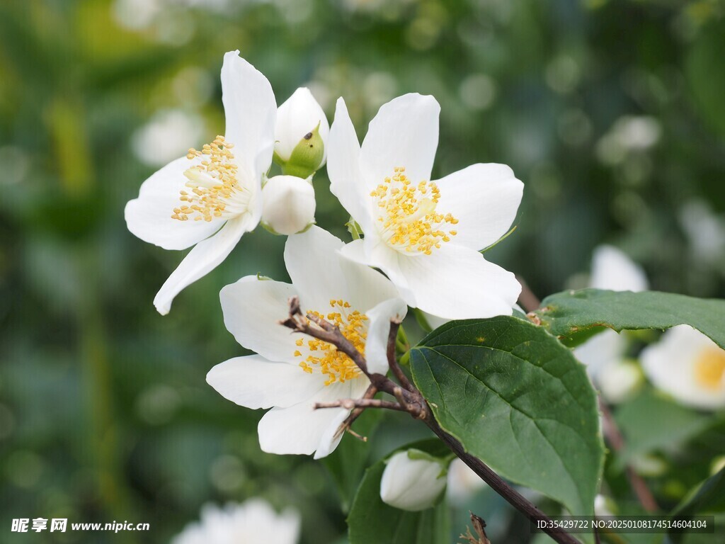 茉莉花