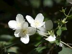 茉莉花