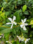 茉莉花