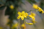 茉莉花