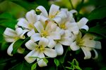 茉莉花