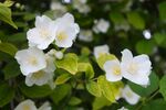 茉莉花