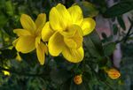 茉莉花