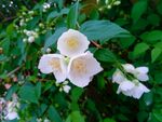 茉莉花