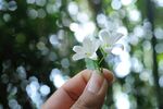茉莉花