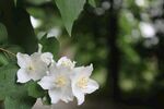 茉莉花