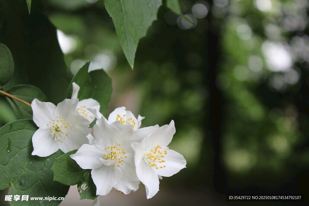 茉莉花