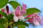 茉莉花