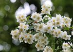 茉莉花