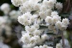 茉莉花