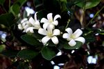 茉莉花