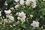 茉莉花