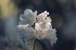 茉莉花