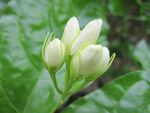 茉莉花
