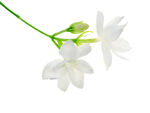 茉莉花