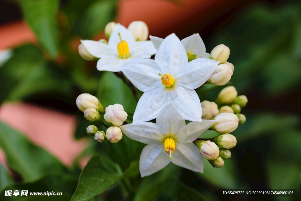 茉莉花