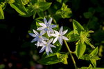 茉莉花