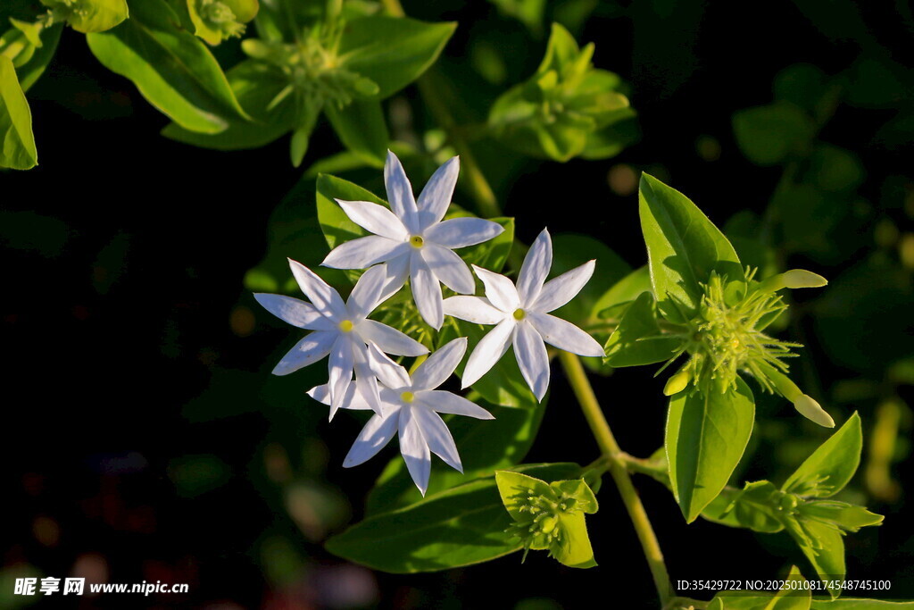 茉莉花