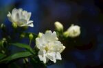 茉莉花