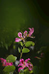 茉莉花